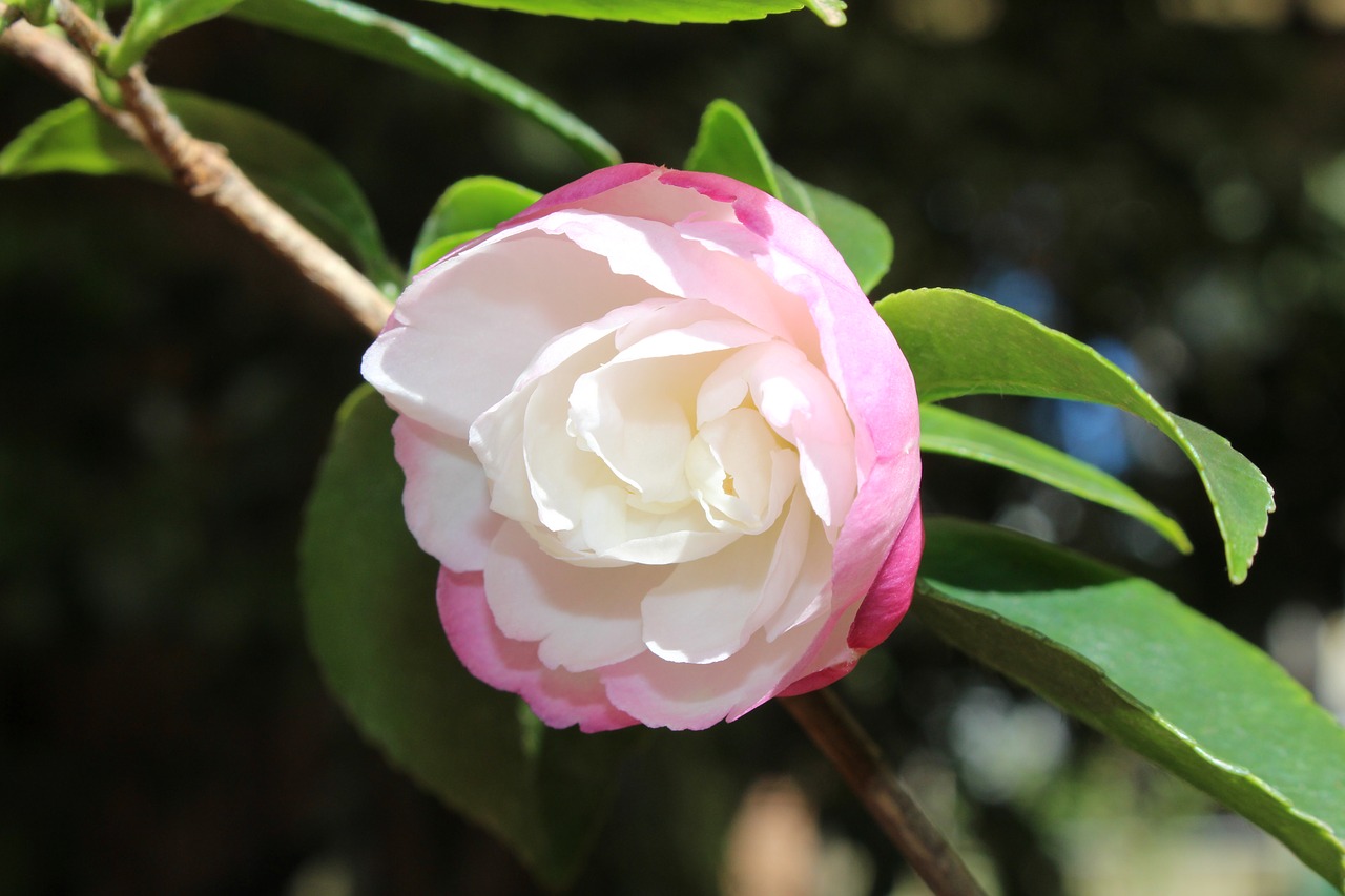 camellia  sasanqua cultivar  flower free photo