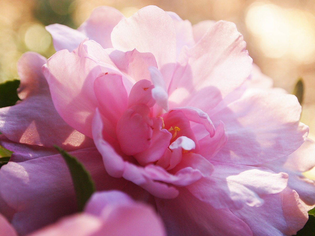 camellia pink velvety free photo