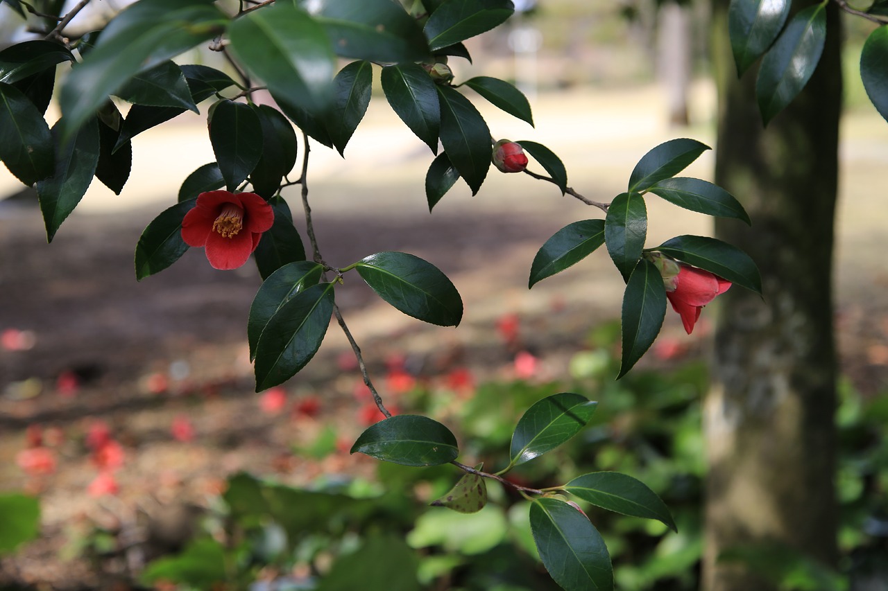 camellia  camellia flower  flowers free photo