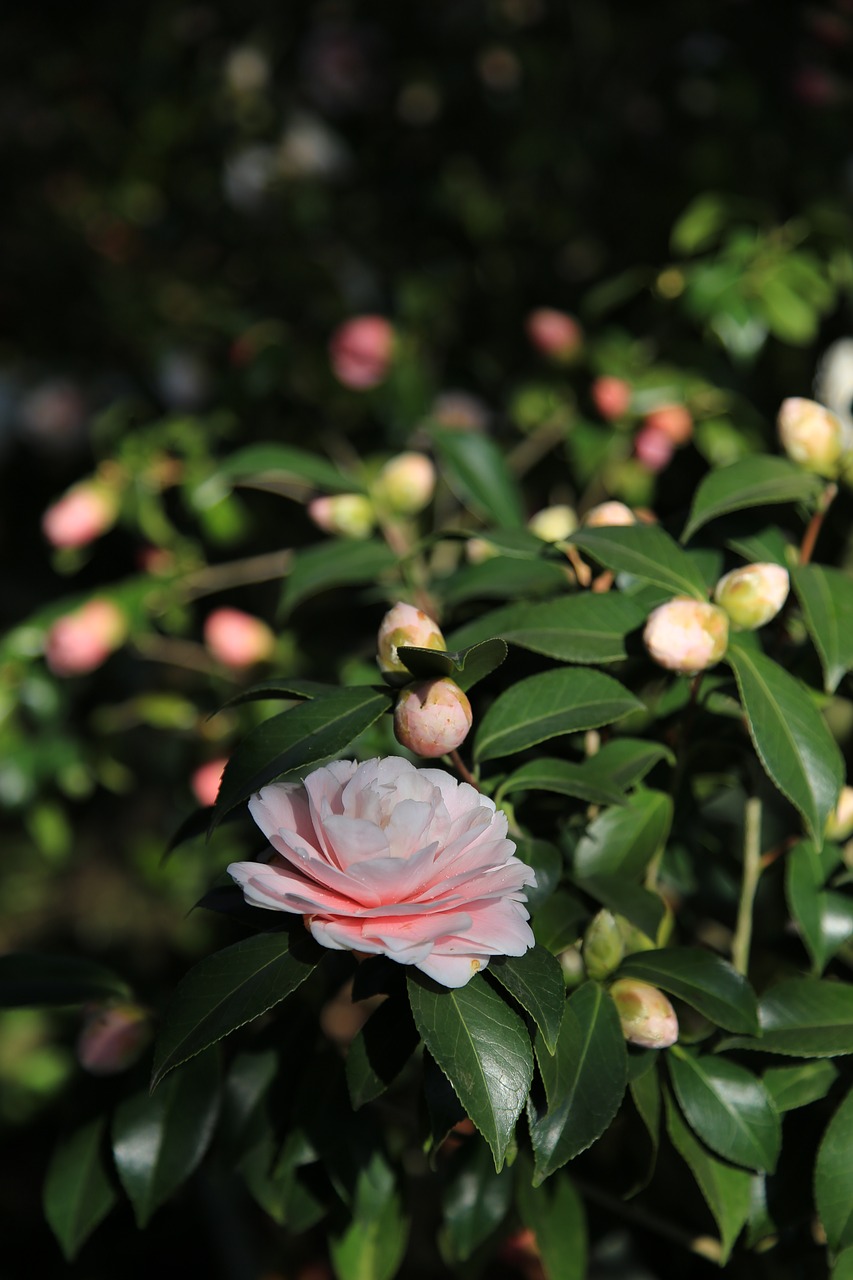 camellia  camellia flower  flowers free photo