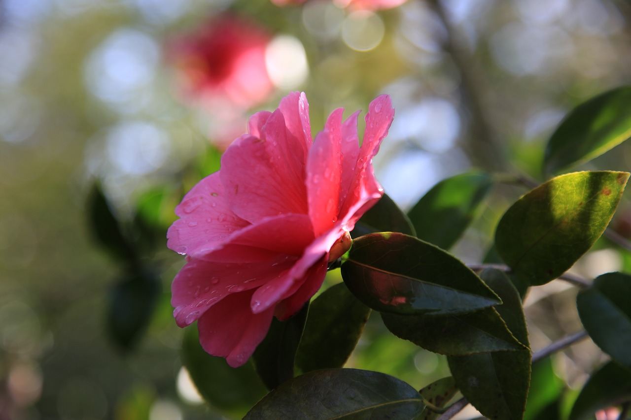 camellia  camellia flower  flowers free photo