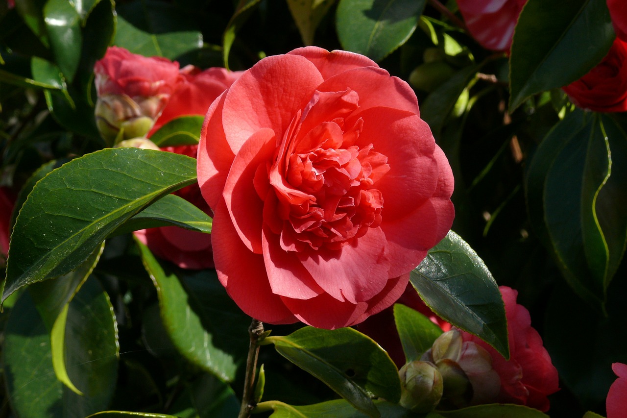 camellia pink flower free photo