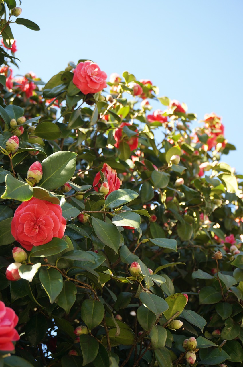 camellia flowers blue sky free photo