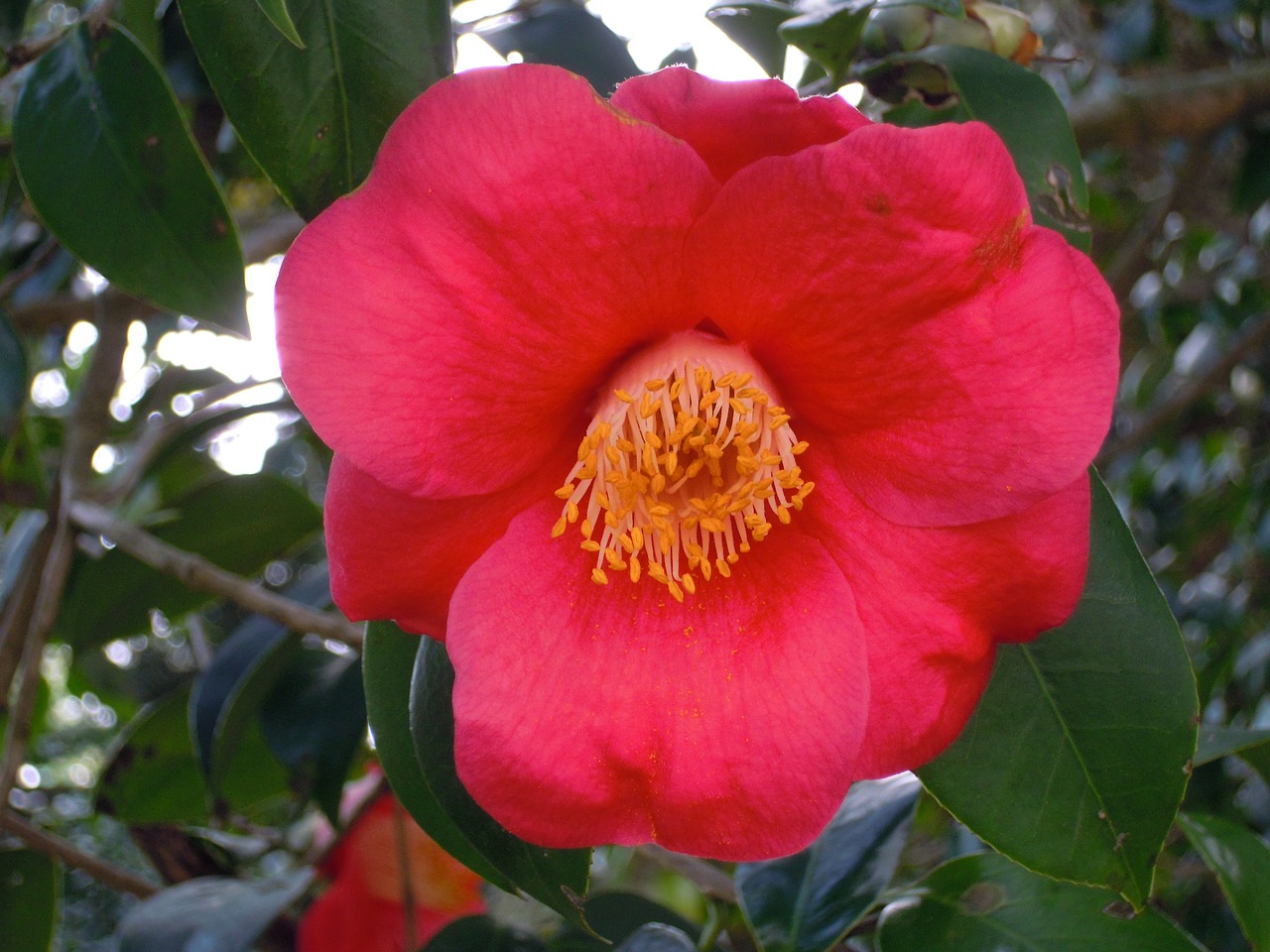 camellia univalve red free photo