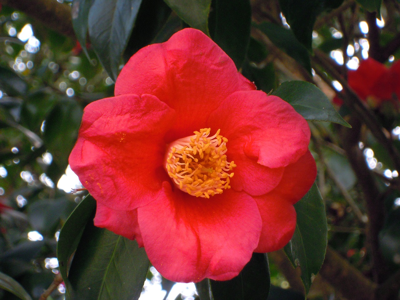camellia univalve pistil free photo