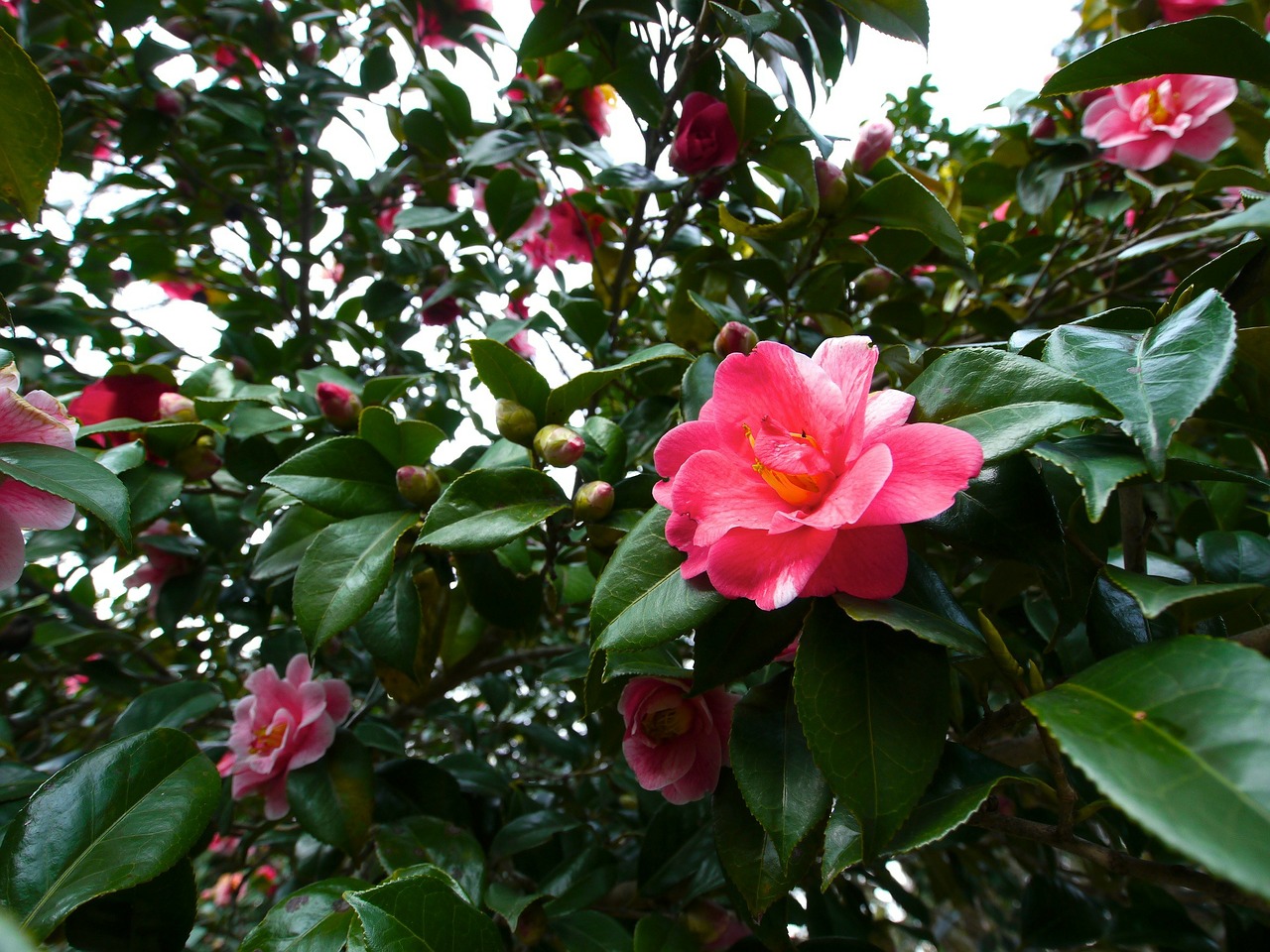 camellia flowers red free photo