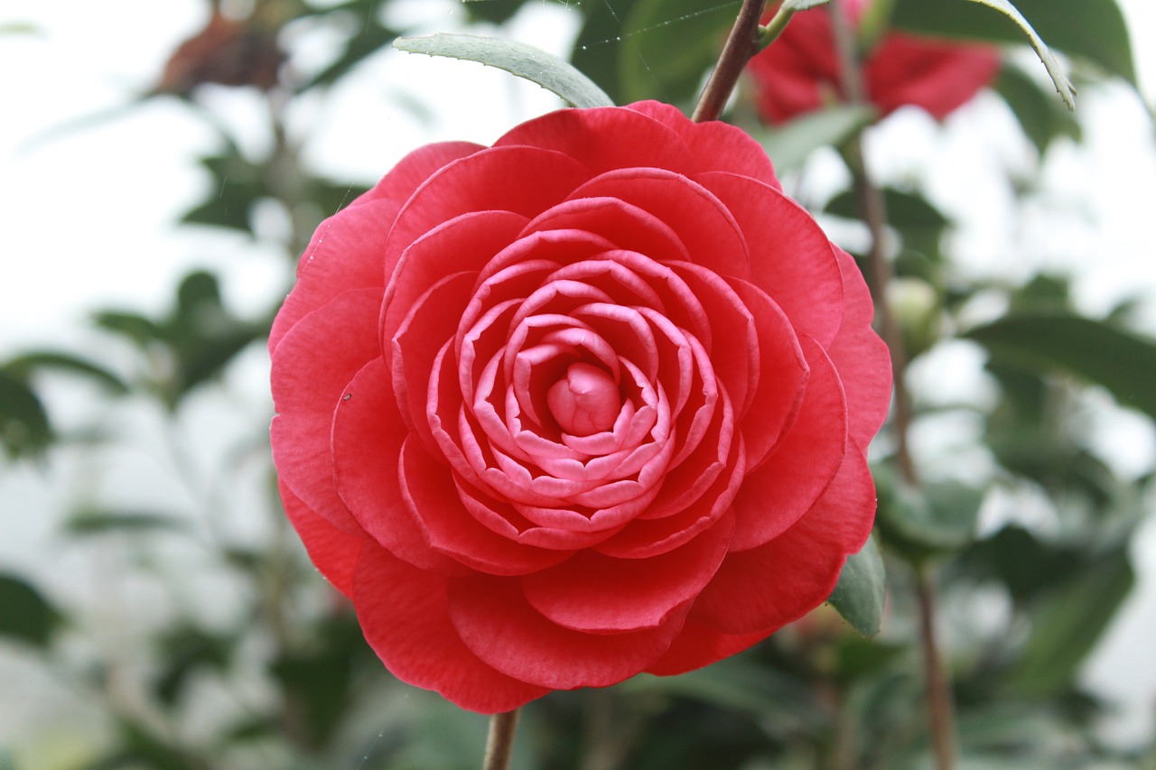 camellia flower phoenix mountains free photo