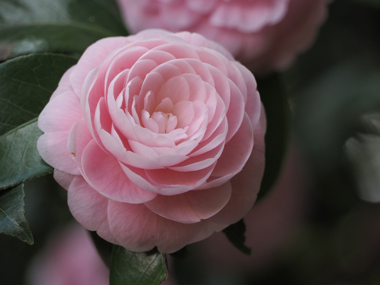camellia flowers pink free photo