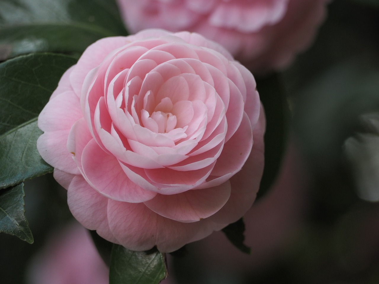 Camellia,flowers,pink,free pictures, free photos - free image from ...