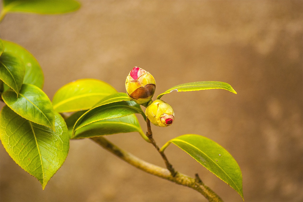 camellia flower spring free photo