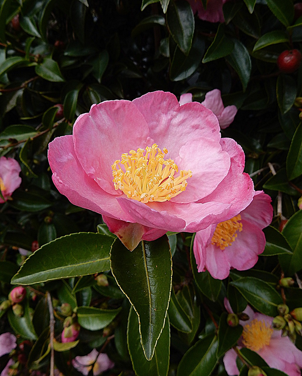 camellia pink flower free photo