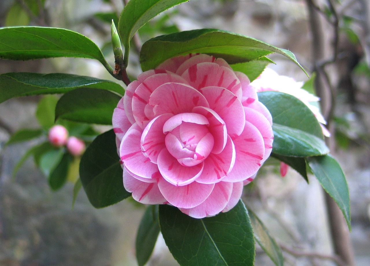 camellia china flower free photo