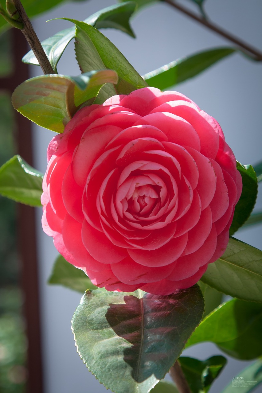 camellia bloom plant free photo