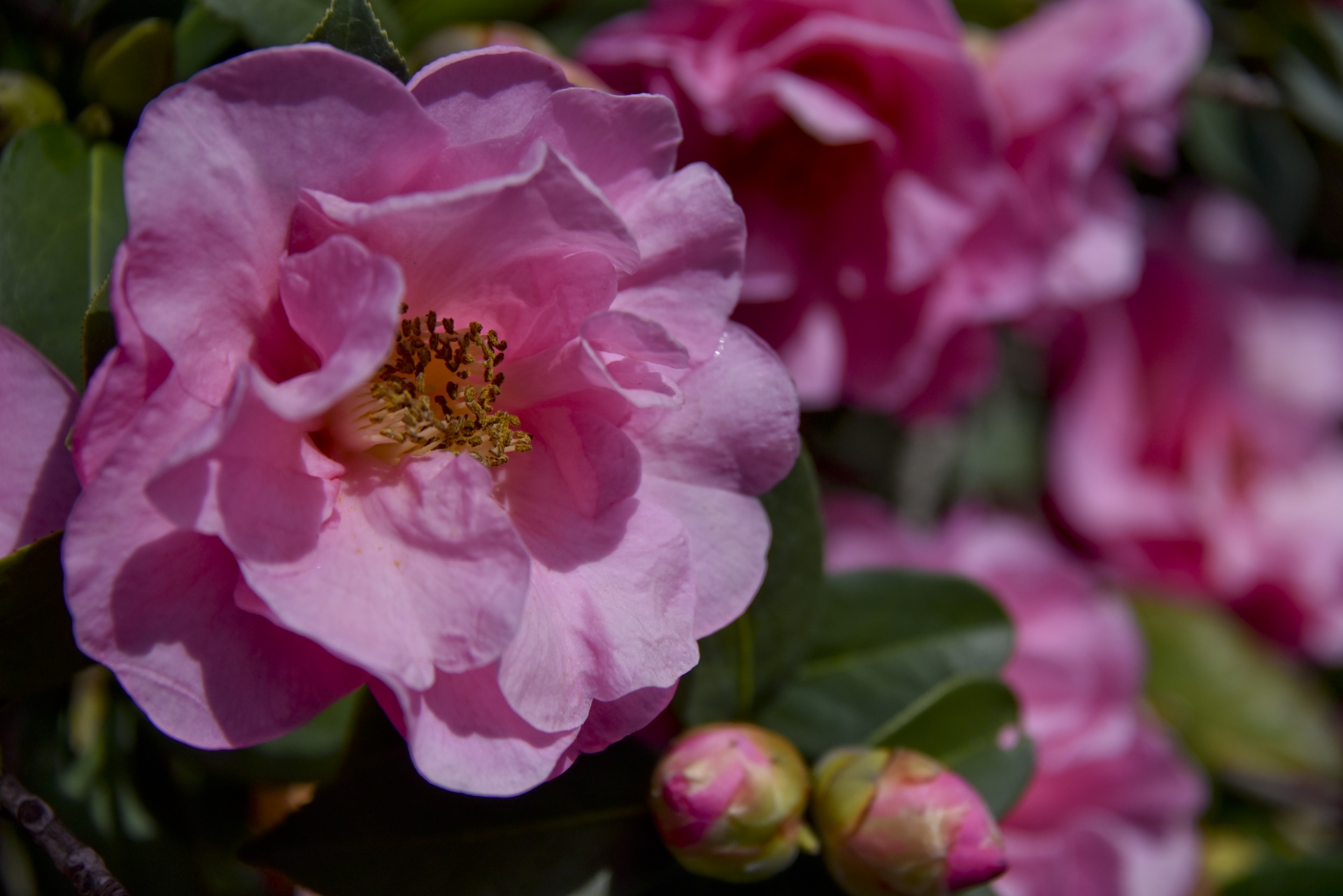 pink camellia flower flower camellia free photo