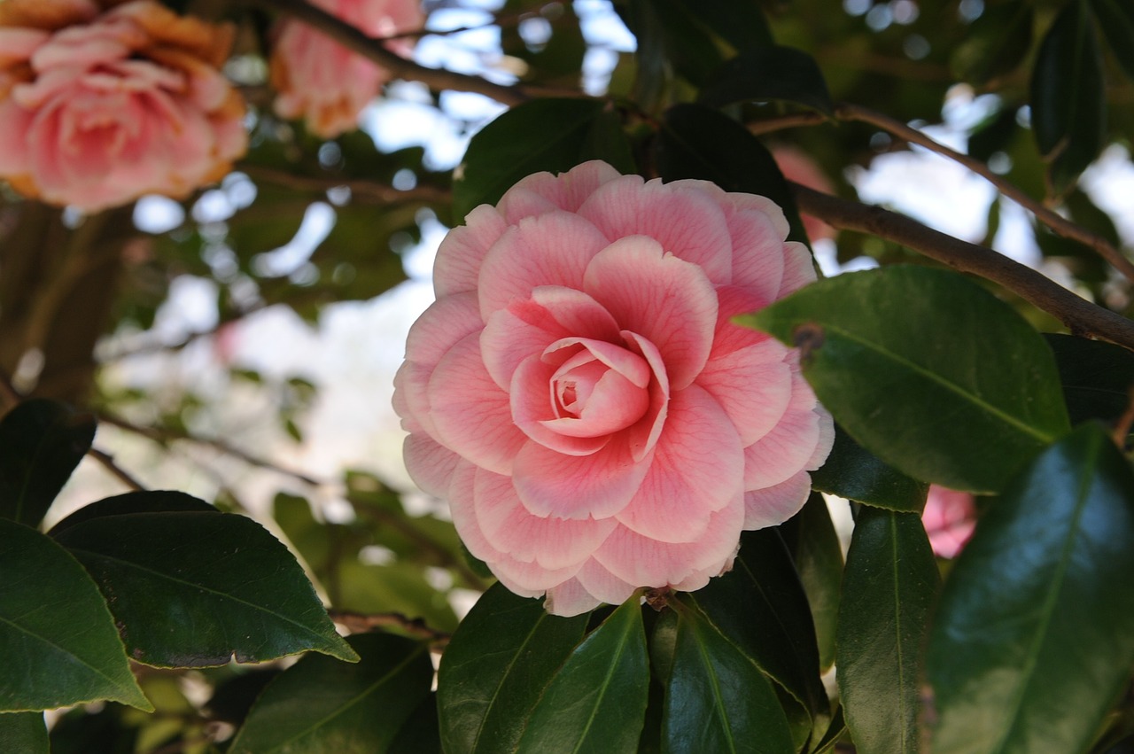 camellia flower republic of korea hainan free photo