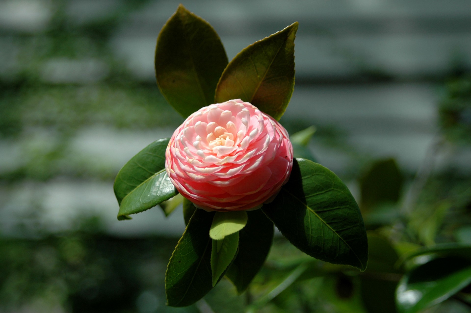 camellia flower green free photo