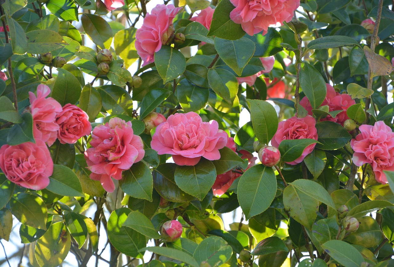 camellia pink flower flower plant free photo