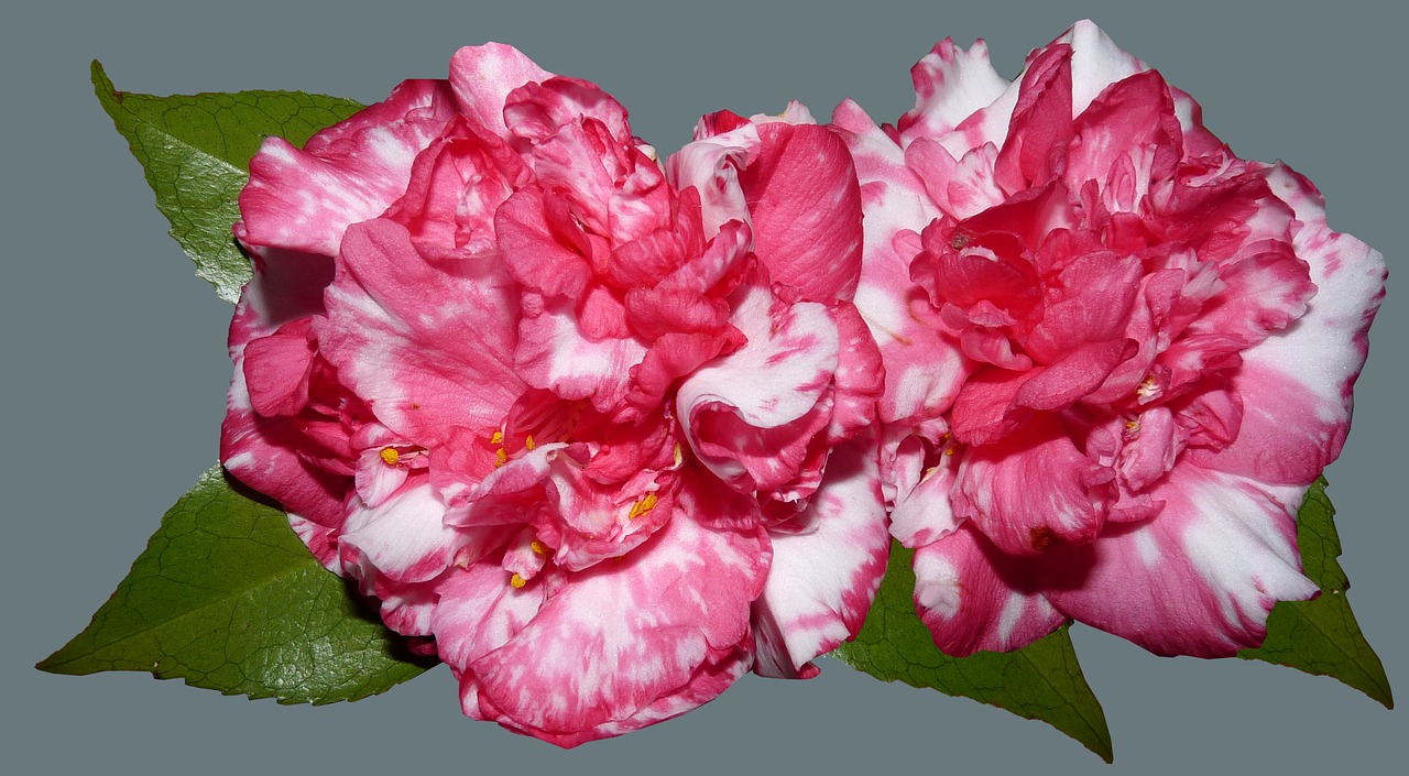 camellias  flowers  garden free photo