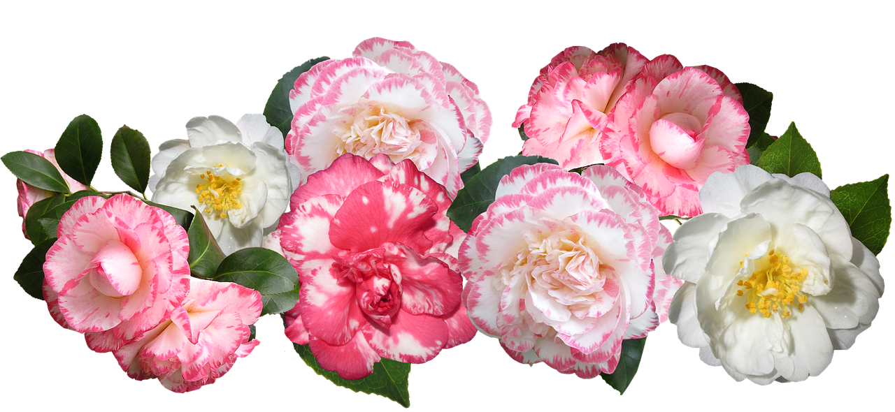 camellias  flowers  mixed free photo