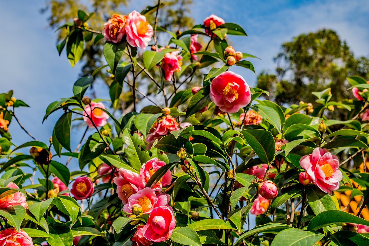 camellias  flowers  garden free photo