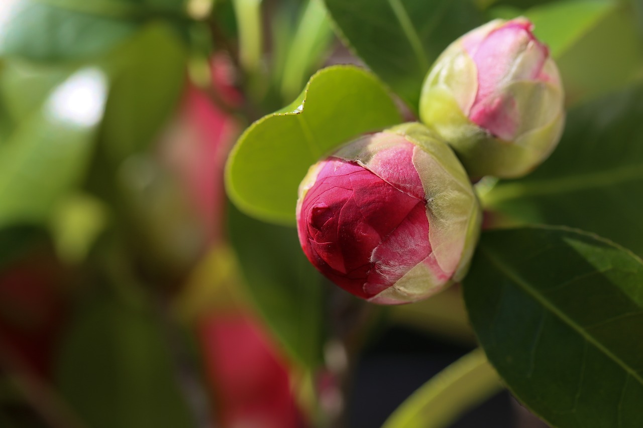 camellias  bud  camellia free photo