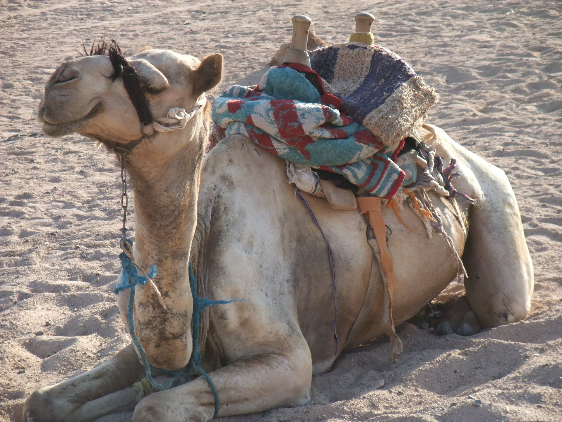 camel sand giza free photo