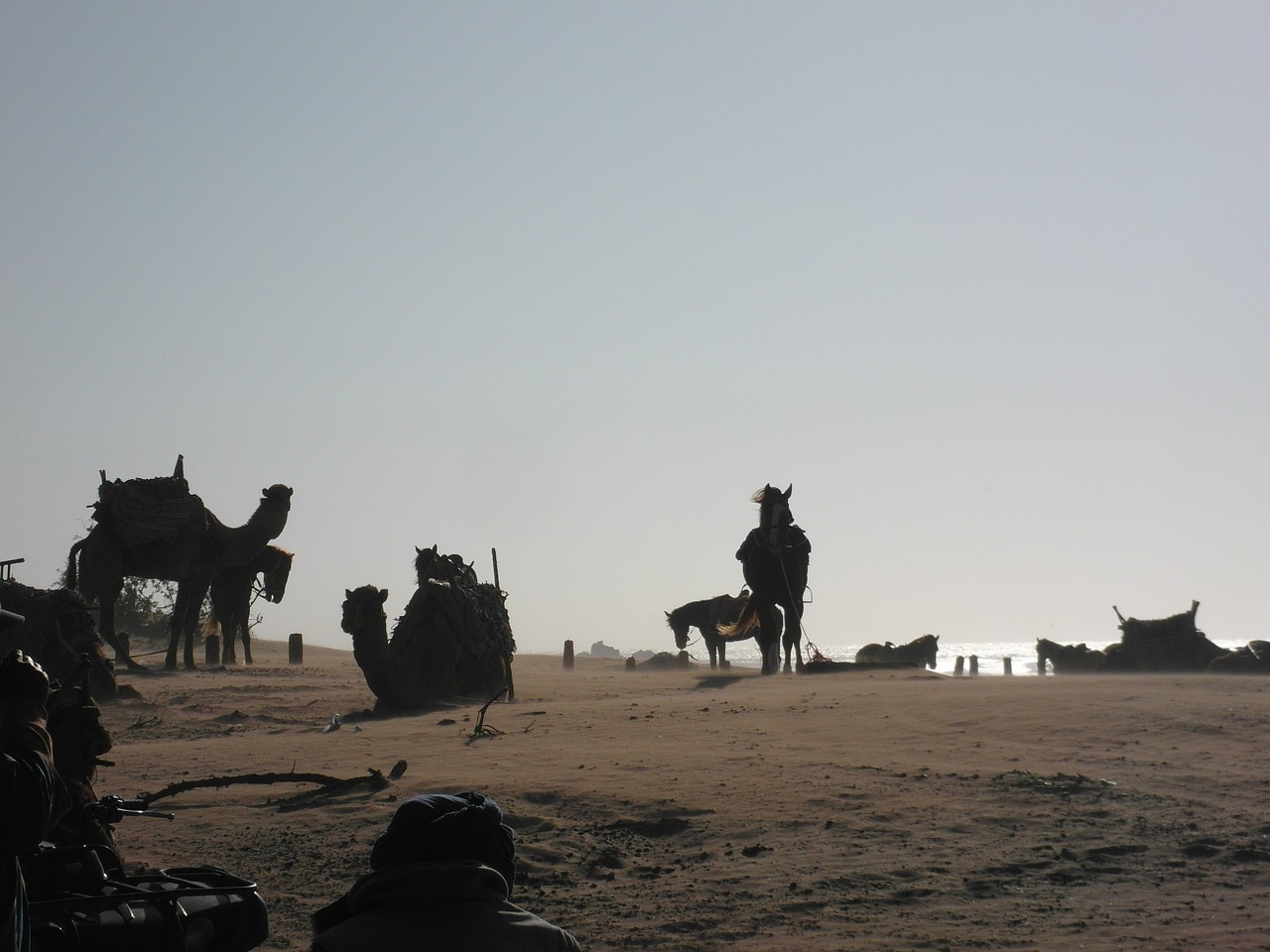 camels horses beach free photo