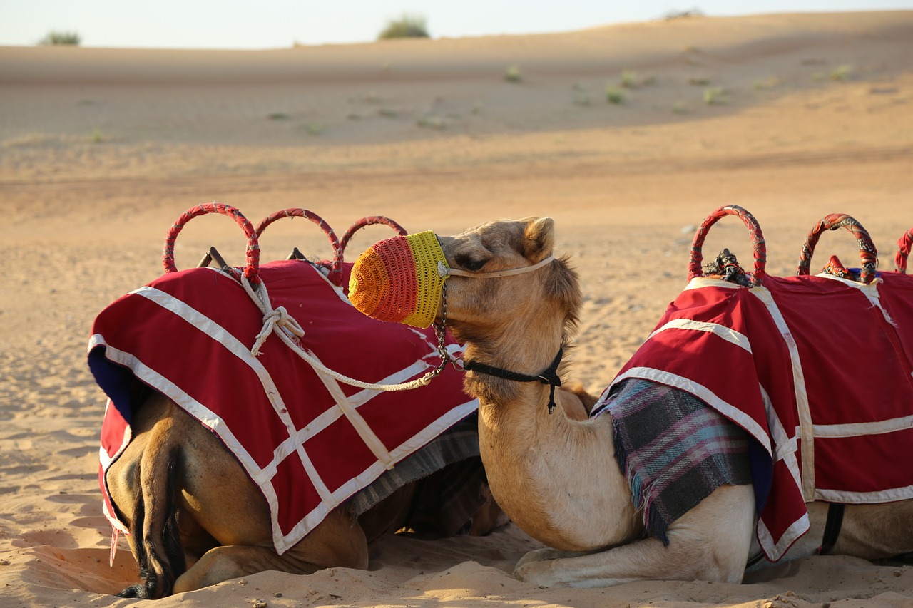 camels desert sand free photo