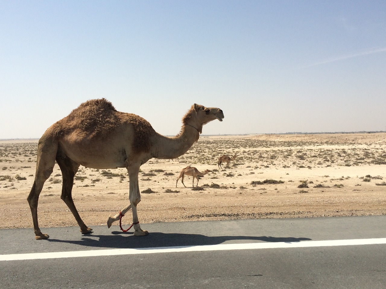 camels emirates desert free photo