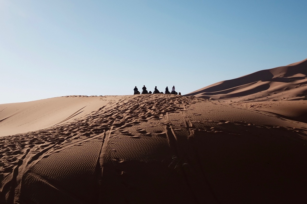 camels desert landscape animal free photo