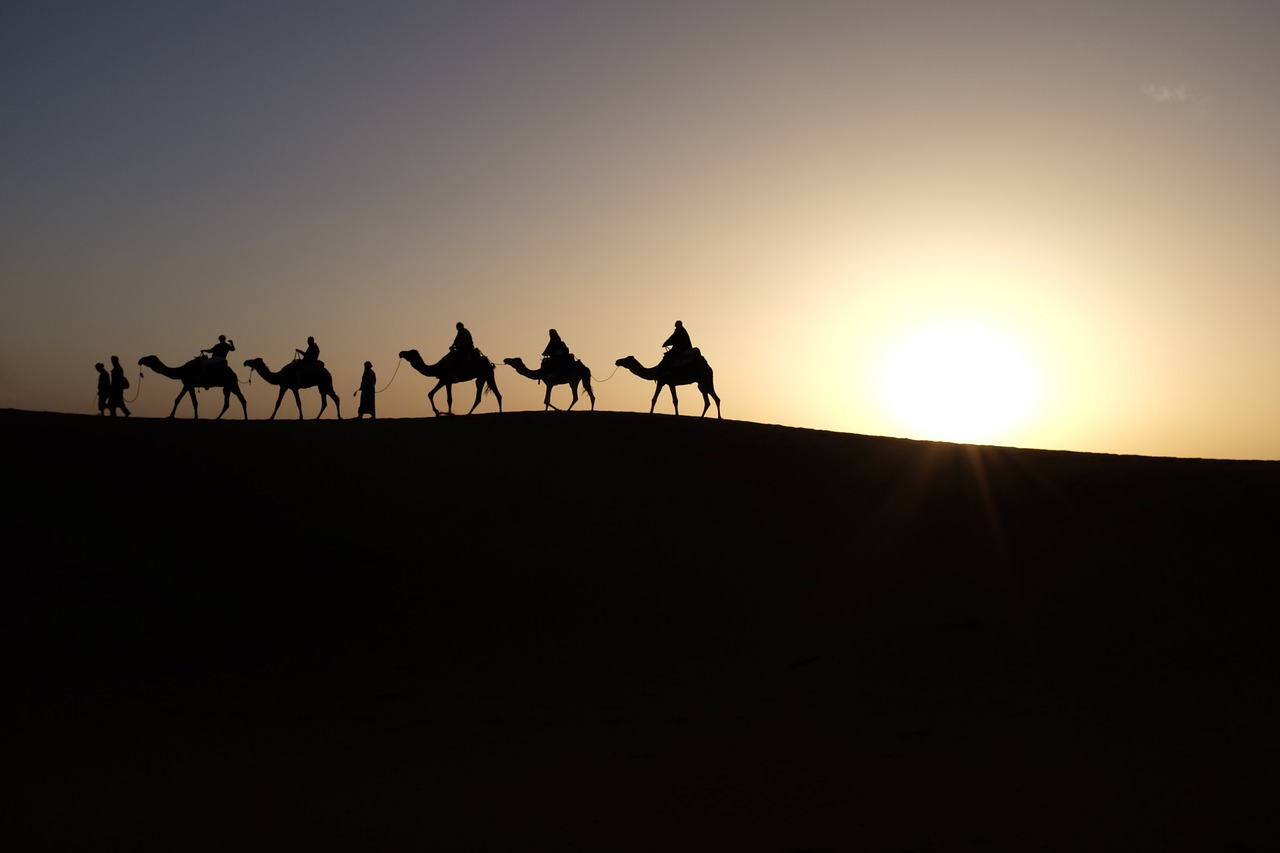 camels sunrise travel free photo
