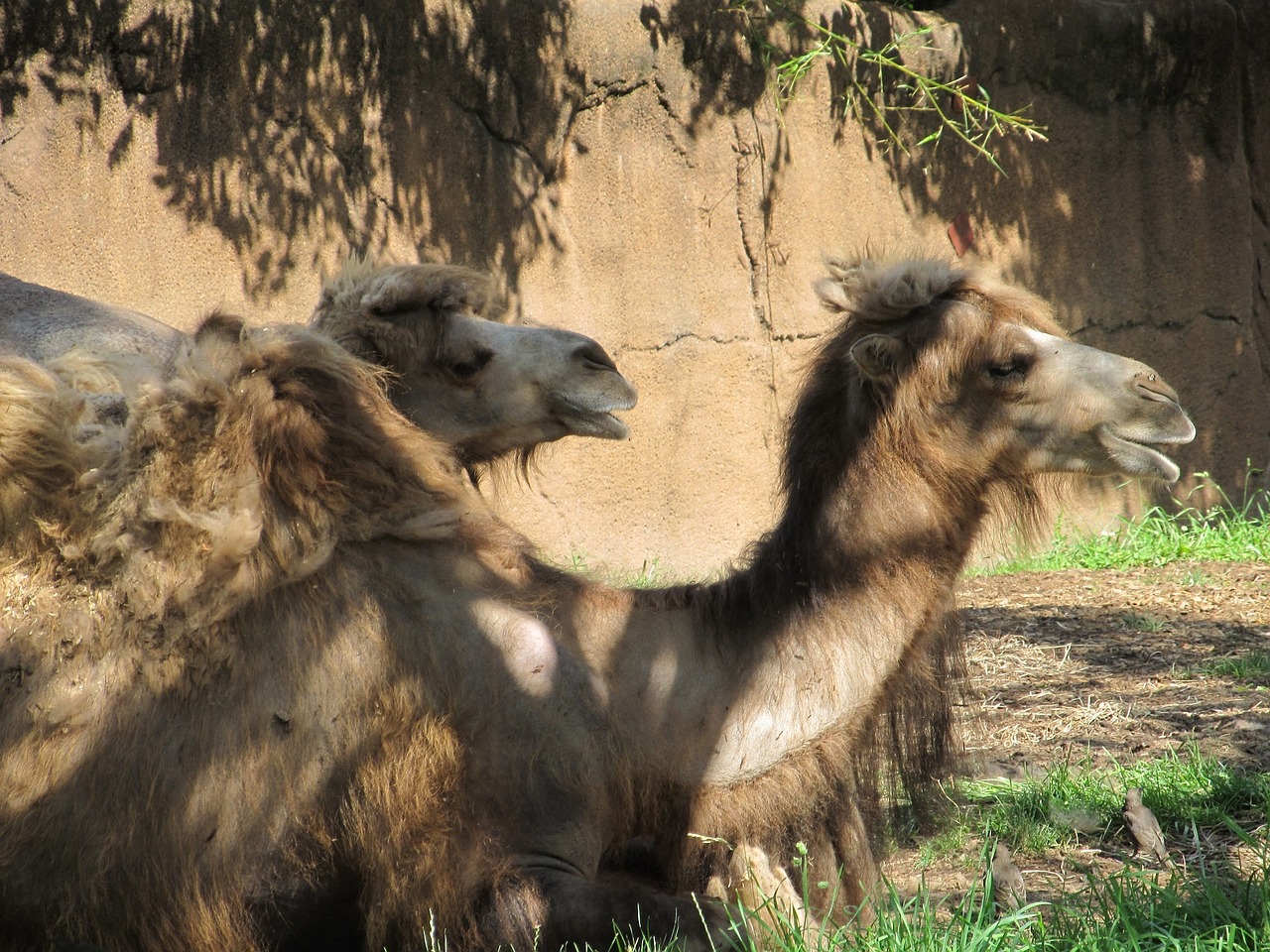 camels shade resting free photo