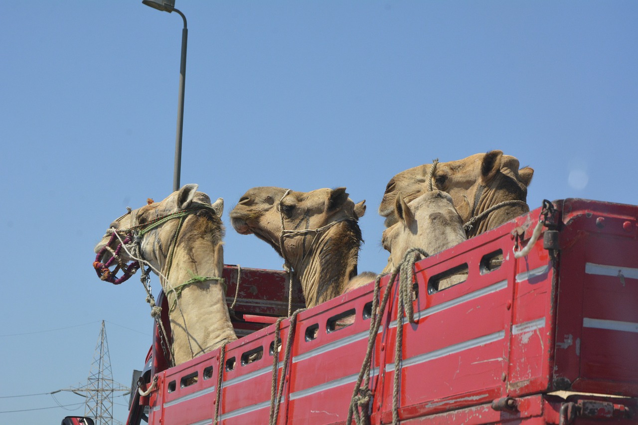camels egypt cairo free photo
