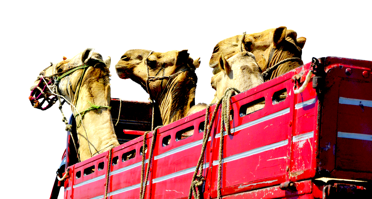 camels truck heads free photo