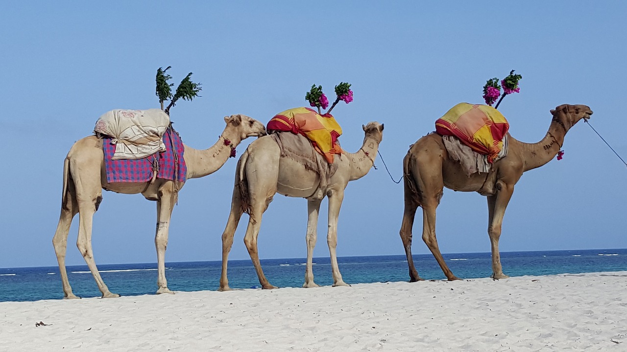 camels caravan dromedary free photo