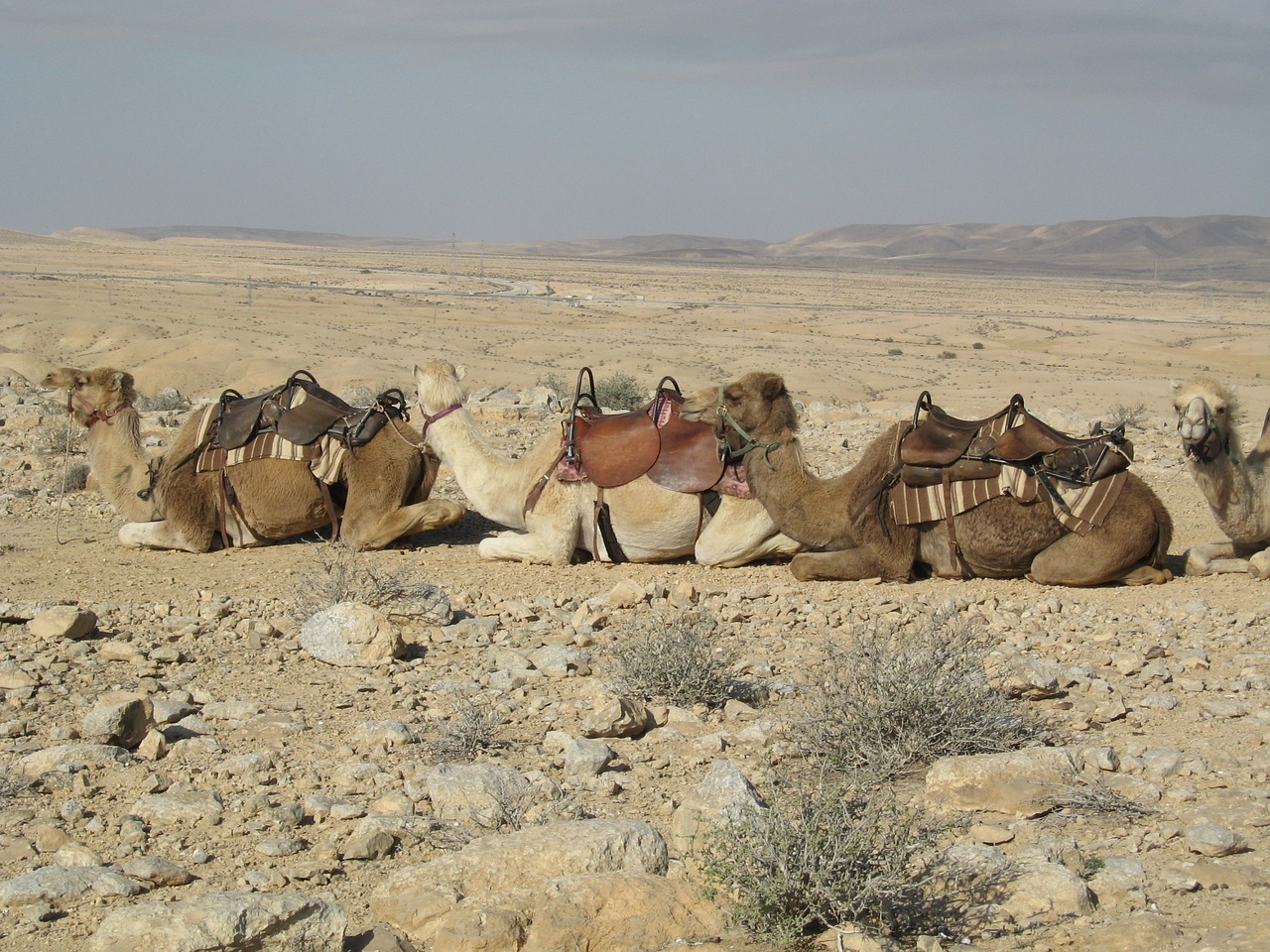 camels sand desert free photo