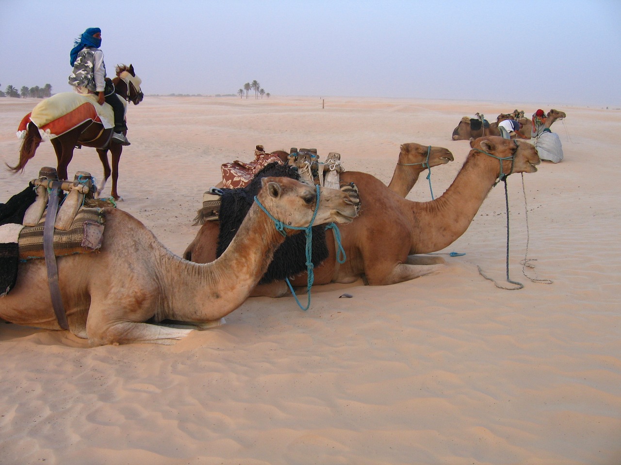 camels animals desert free photo