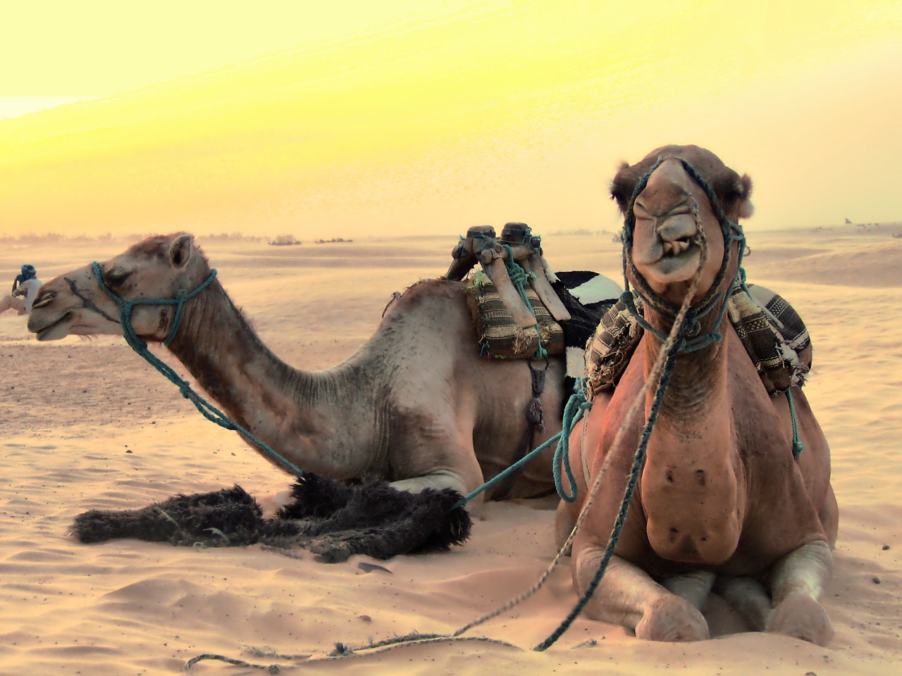 camels animals desert free photo