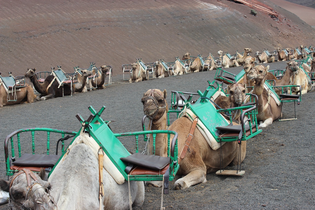 camels camel train morocco free photo