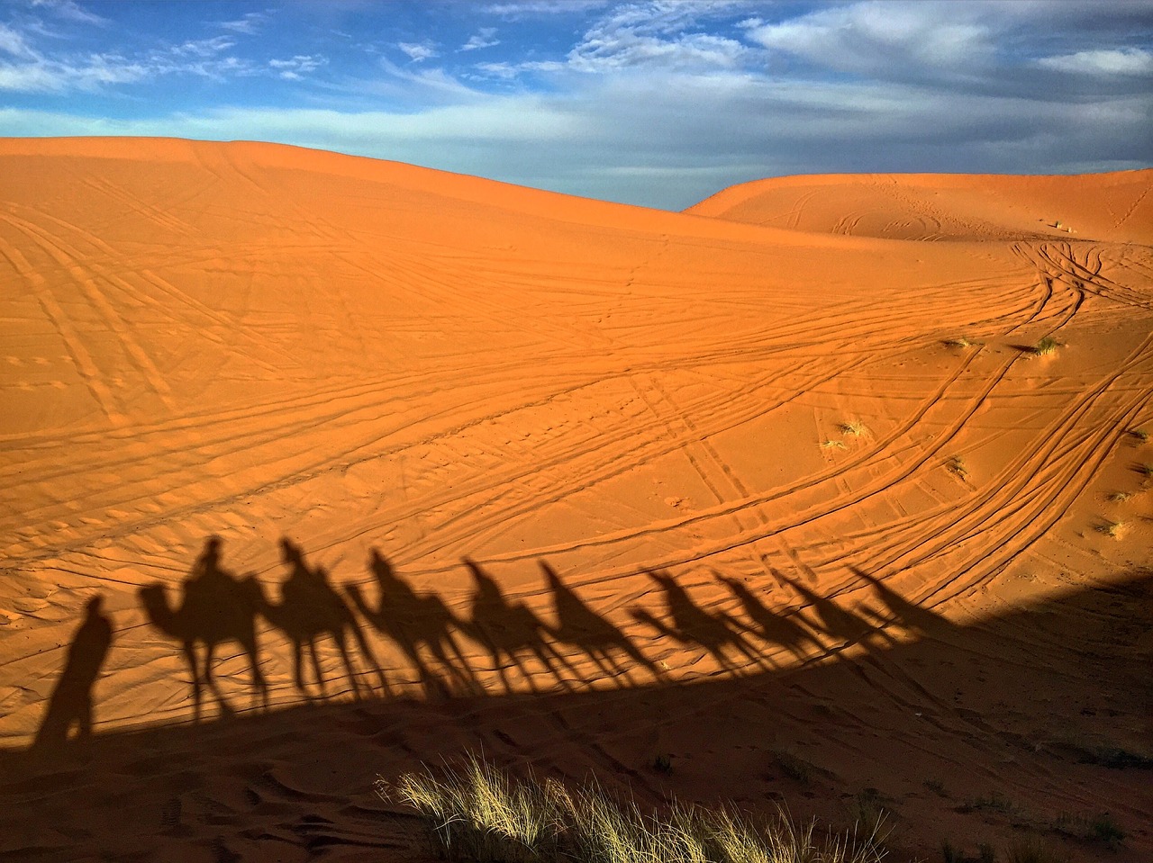 camels morocco desert free photo