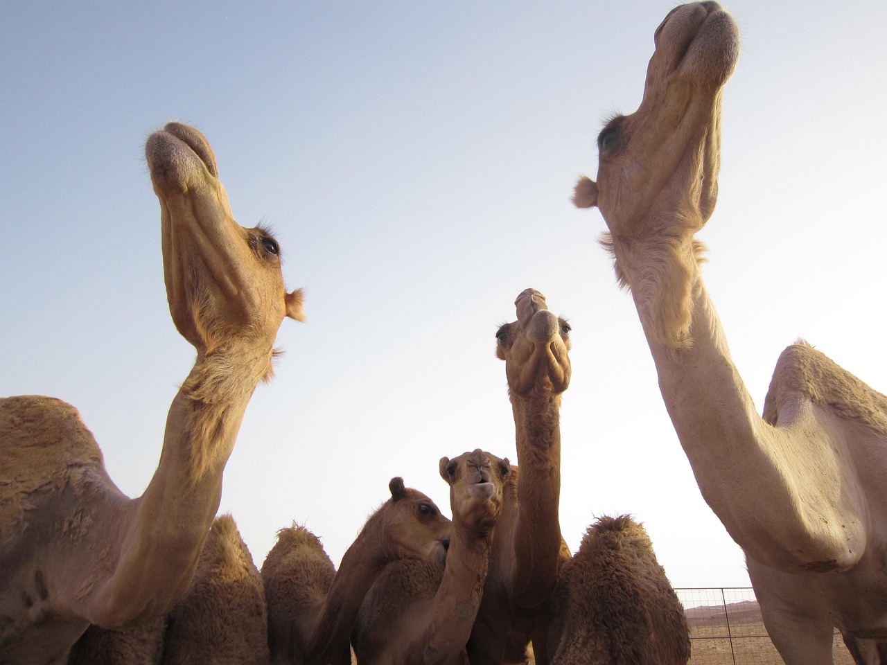 camels oman desert free photo