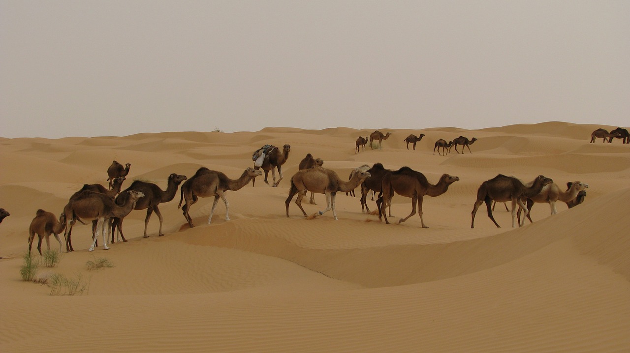 camels desert tunisia free photo