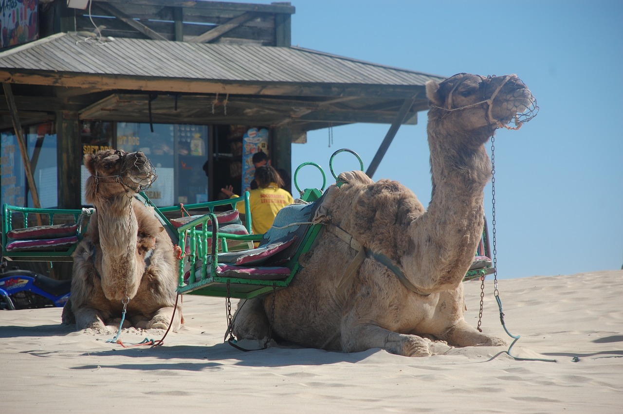 camels sand travel free photo