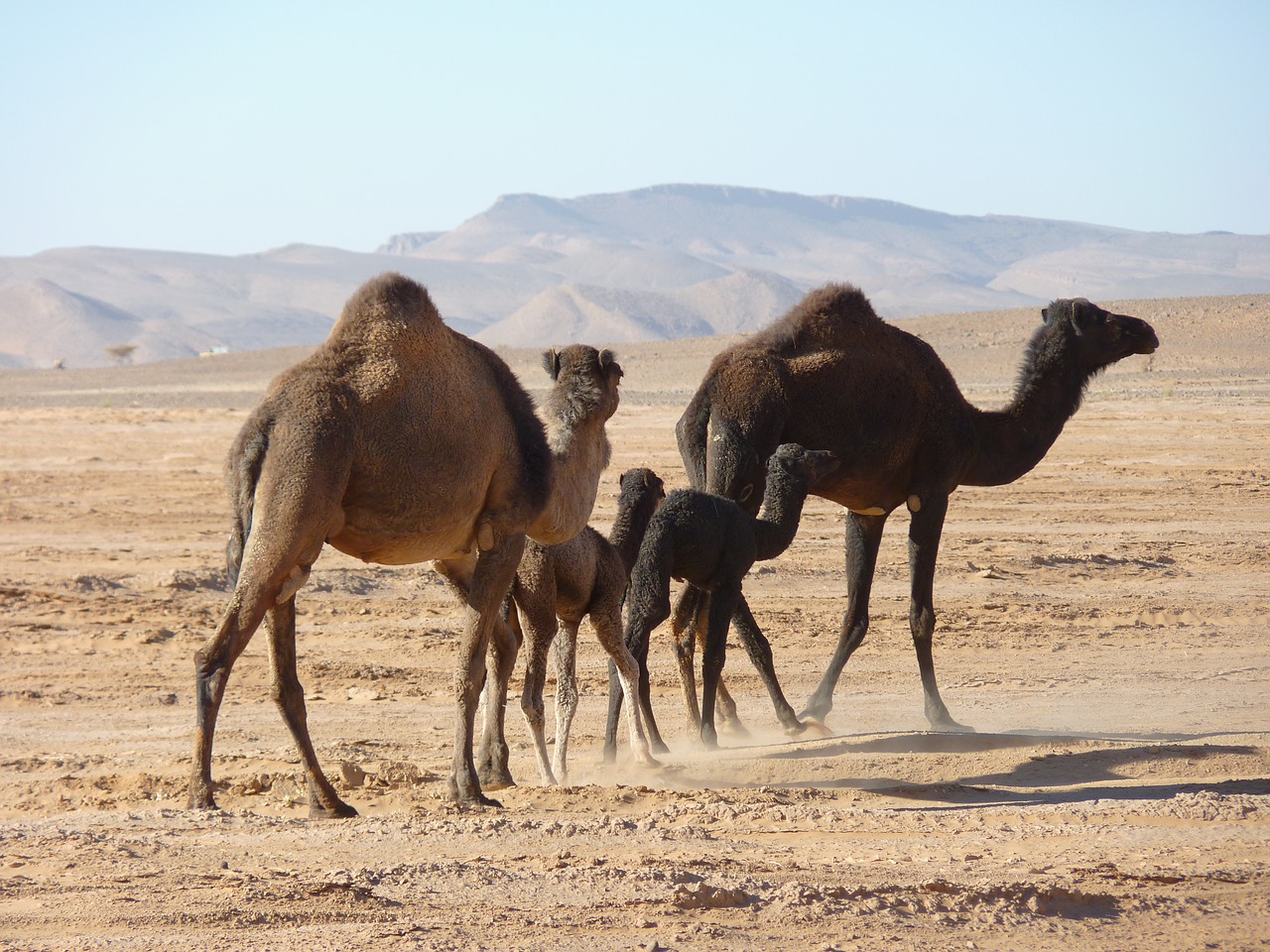 camels desert morocco free photo