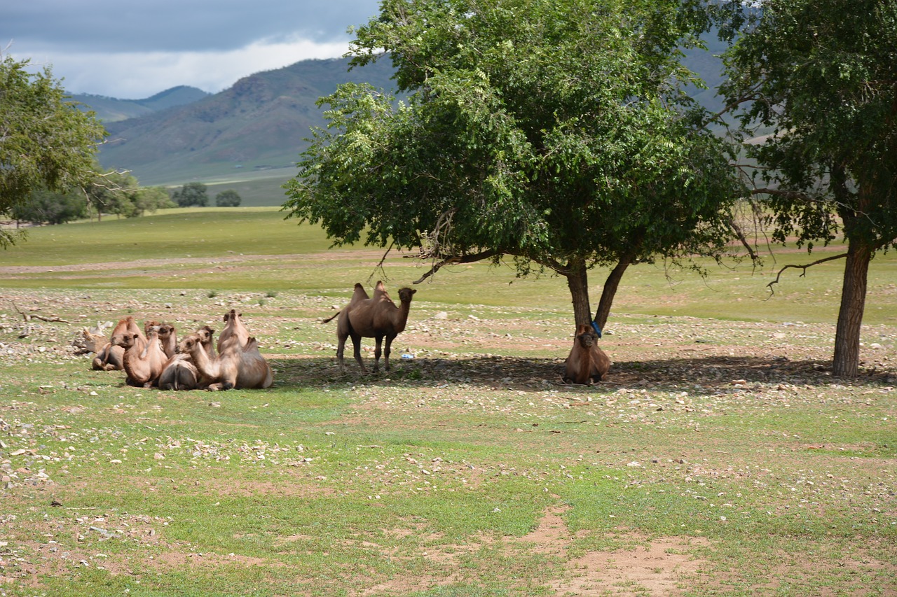 camels  gobi  mongolia free photo
