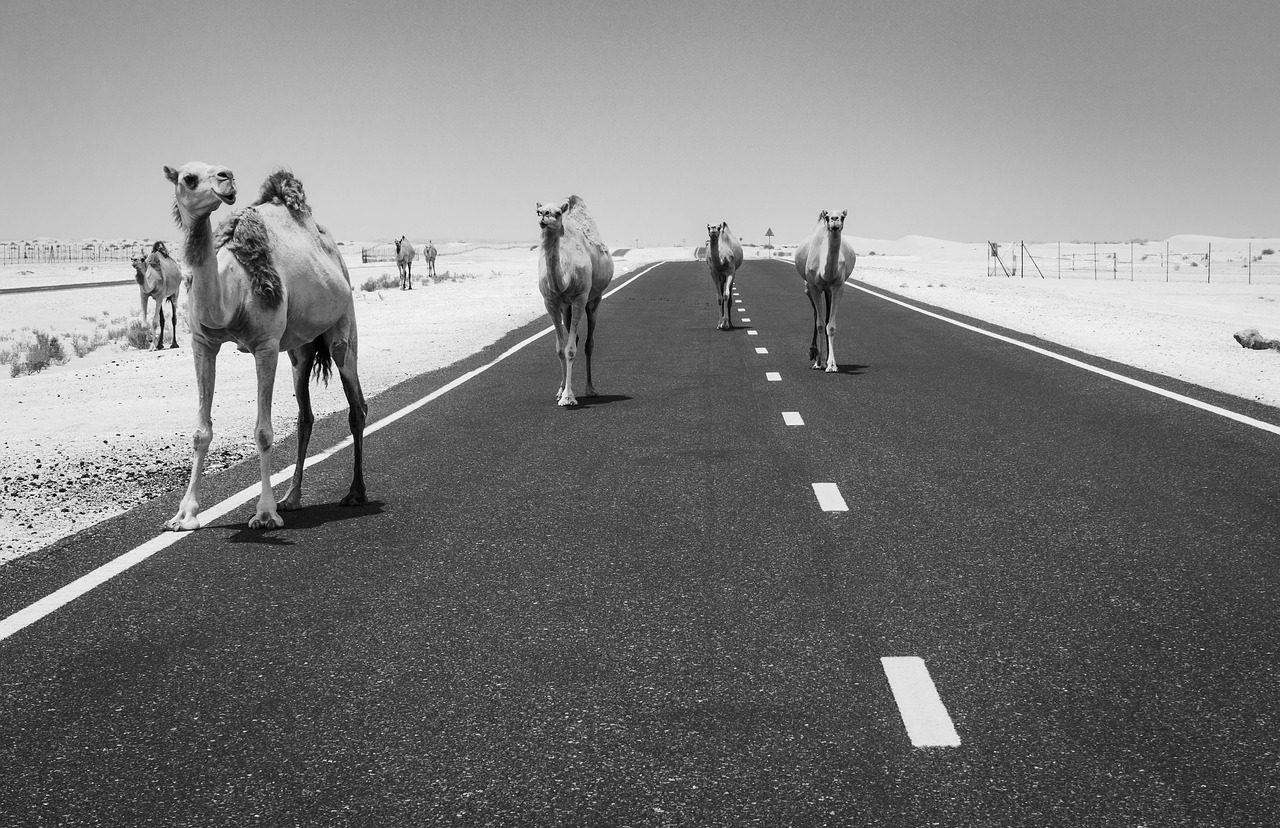 camels  camel  desert free photo
