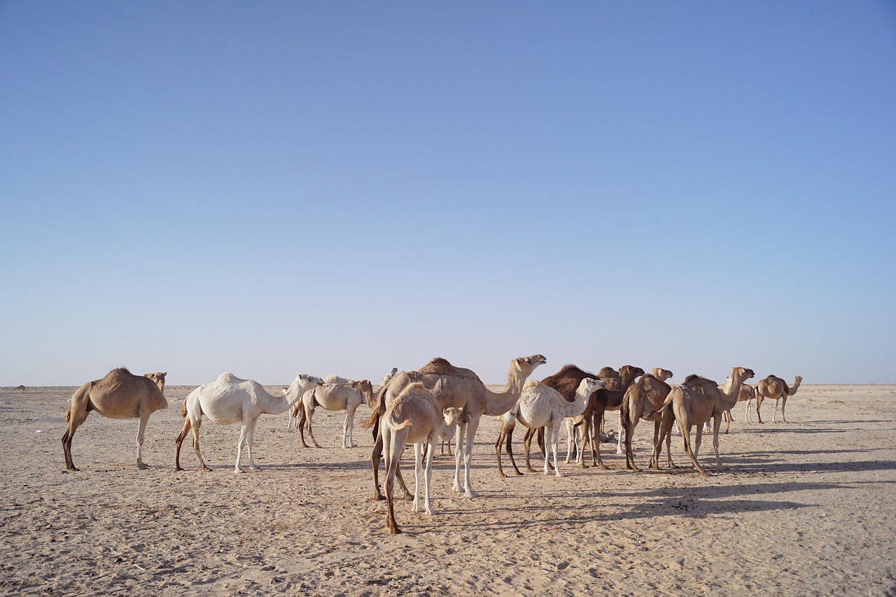 camels  wildlife  desert free photo
