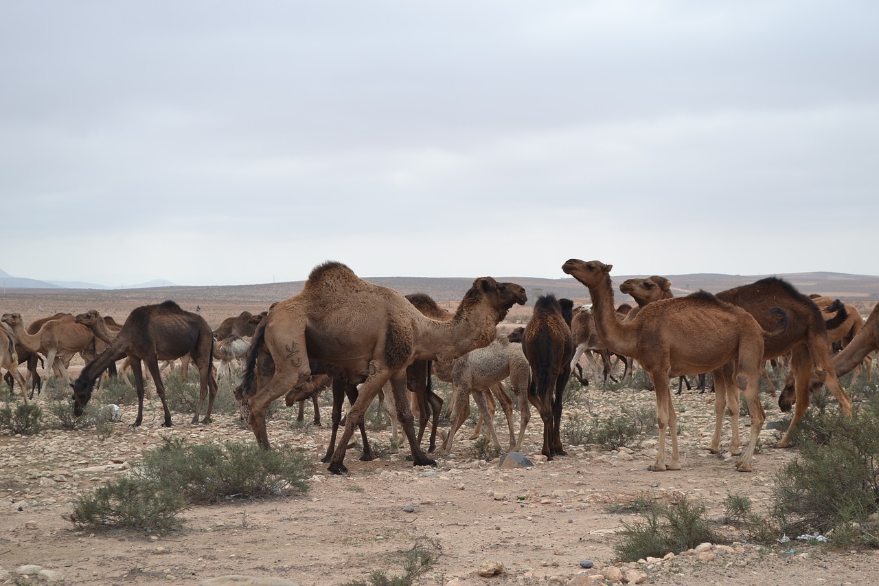 camels  herd  desert free photo