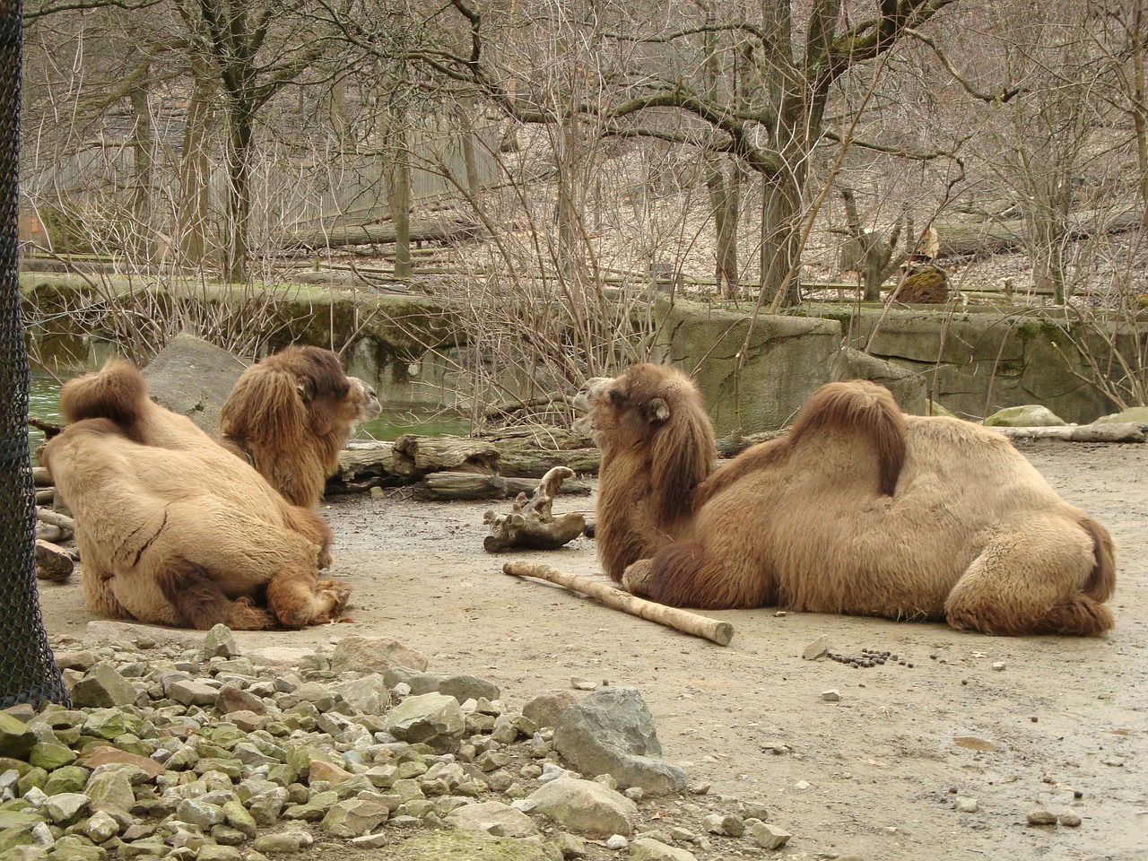 camels bactrian camels mammals free photo