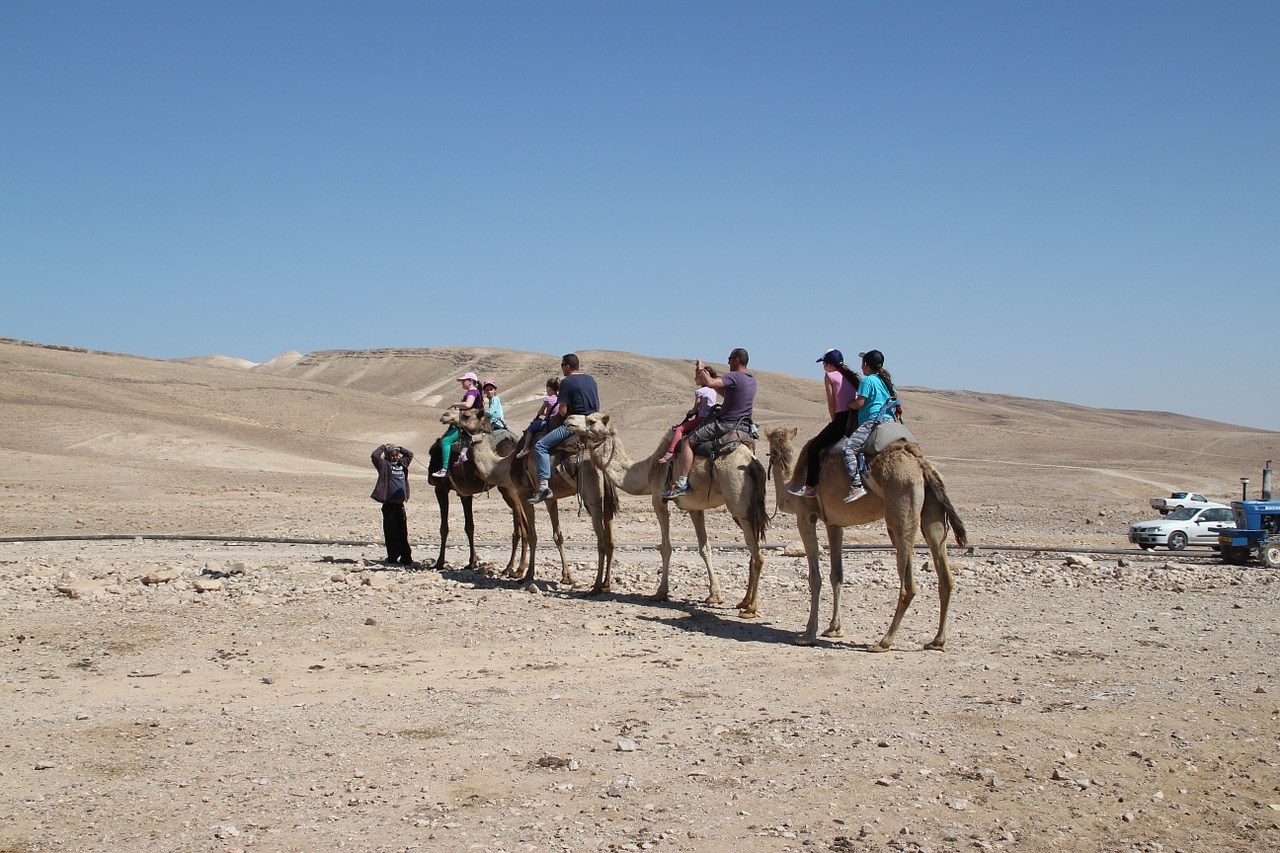 camels safari desert free photo
